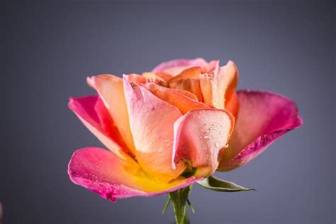 Rose La Passionata ® Rosa La Passionata ® Günstig Kaufen