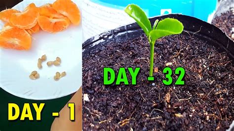 Growing Orange Plant From Seeds Orange Seedling Sproutingseeds Youtube