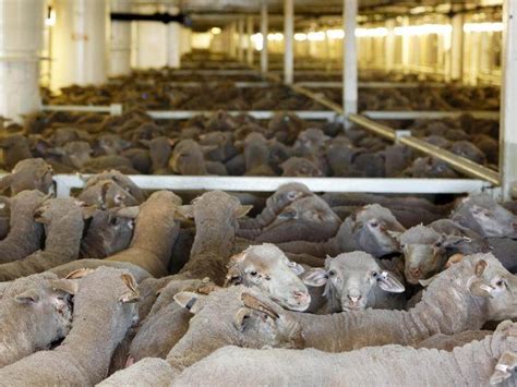 Sheep Exports On The Agenda With Agriculture Ministers The Canberra