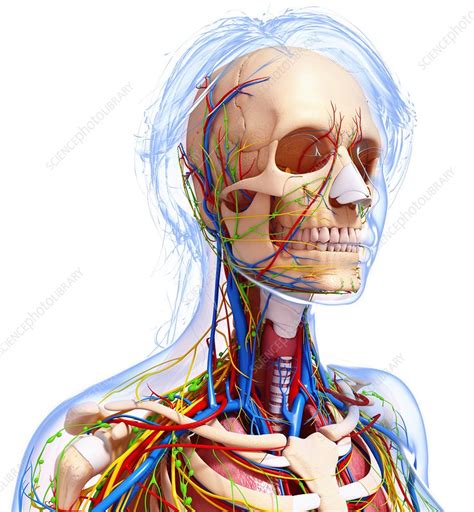 Hey polycount, i'm starting a new character and i figured i'd take the time to do some more anatomy studying. Female anatomy, artwork - Stock Image - F007/2968 ...