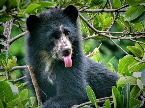Spectacled Bear Guaranteed Southwild