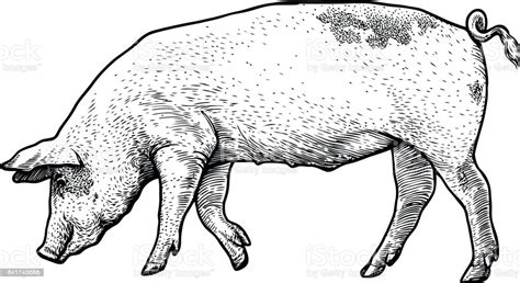 Pig Illustration Drawing Engraving Line Art Realistic