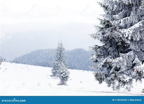 Winter Wonderland Landscape Snowy Fir Tree Background Stock Image