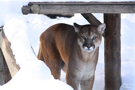 Are There Mountain Lions In Pennsylvania Max Hawthorne