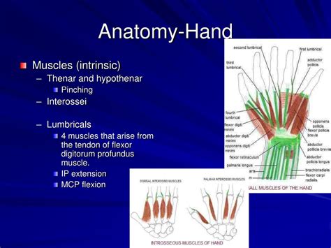 PPT - Examination of the Hand and Wrist PowerPoint Presentation, free