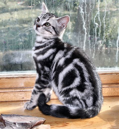 34 American Shorthair Kitten Black Furry Kittens