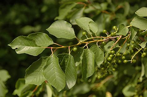 Prunus Virginiana Landscape Plants Oregon State University
