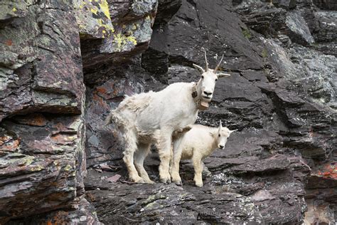 Mountain Goats Glacier National Park Alan Majchrowicz Photography