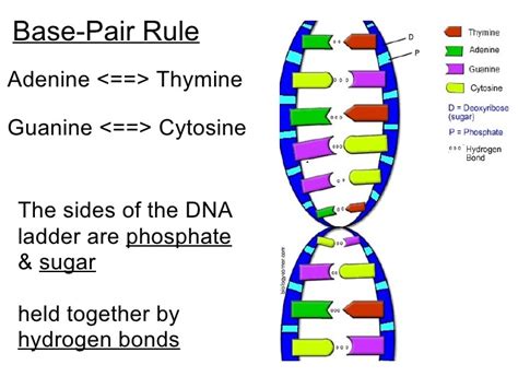 Base Pairing Rules Biology Website