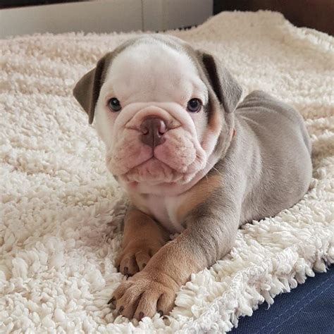 Sandov's english bulldog calendar photo contest! English Bulldog Puppies For Sale | Chicago, IL #329131