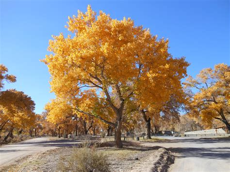 Trees That Please Nursery 30 Days Of Fall Foliage Tuesday November 6th