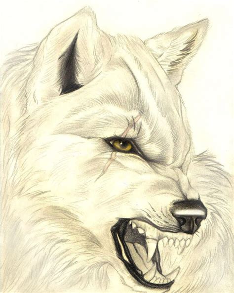 Realistic Snarling Wolf By Fallenangelwolf13 Wolf Sketch Snarling
