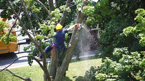 After The Storm Tlc For Your Trees Love Your Landscape Bogan Tree