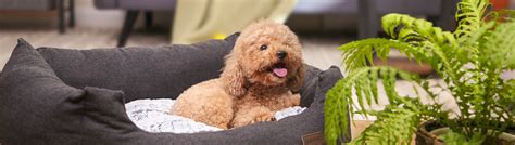 Pet Supplies