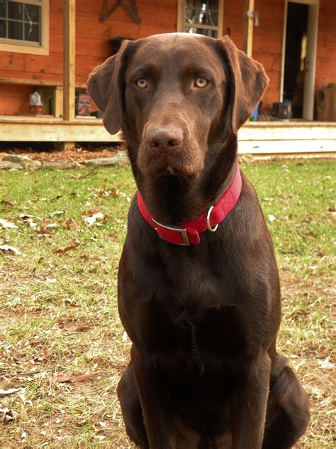 Chocolate Lab Love Him Labrador Retriever Puppies Labrador Dog