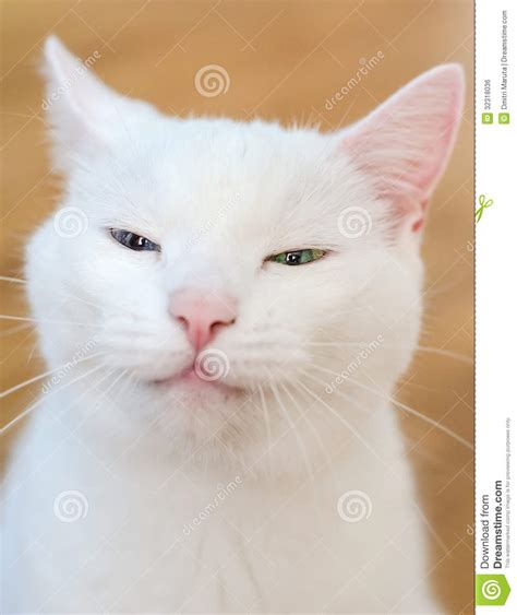 Funny Cat Pics Animal White Pics Thumbsdreamstime