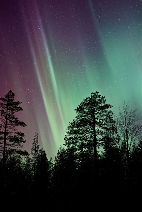 Free Images Tree Silhouette Atmosphere Darkness Night Sky Northern Light Aurora Borealis