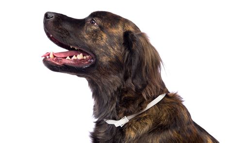 Hartz® Ultraguard Plus® Flea And Tick Collar For Dogs Hartz
