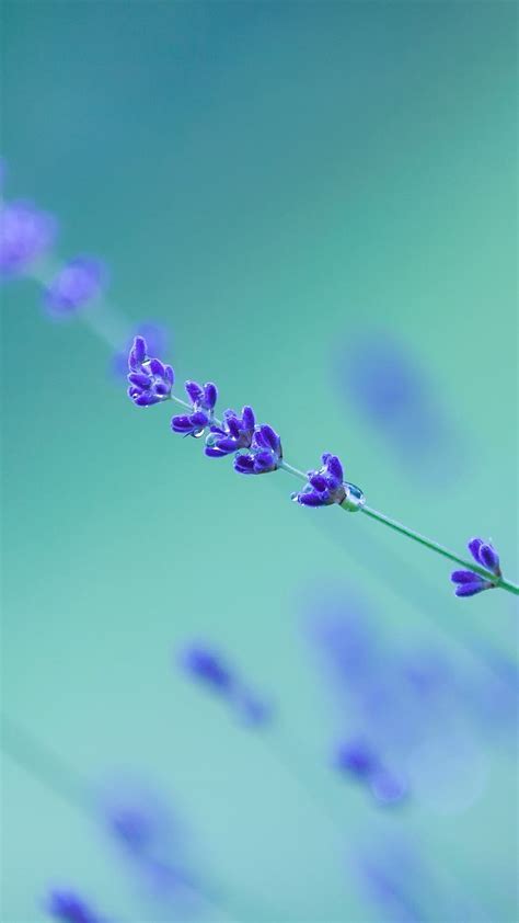 Rare Lavender Purple Lavender Purple Background Hd Phone Wallpaper