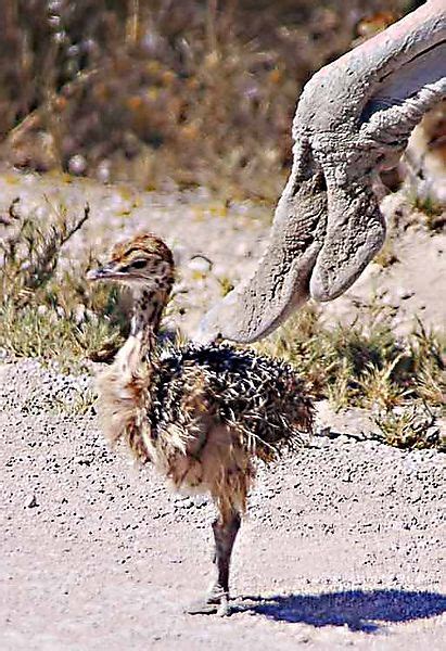 Ostrich Chick Photo Etosha Namibia Africa