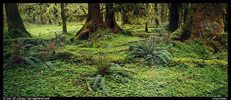 Panoramic Picturephoto Rainforest Forest Floor Olympic National Park