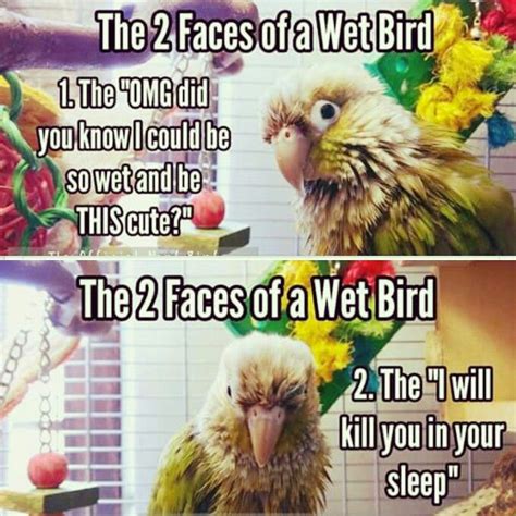 92 Best Parrot Humor Images On Pinterest Parrots Pet