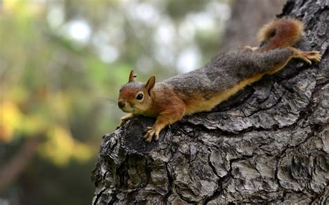 Animals Mammals Squirrel Wallpapers Hd Desktop And