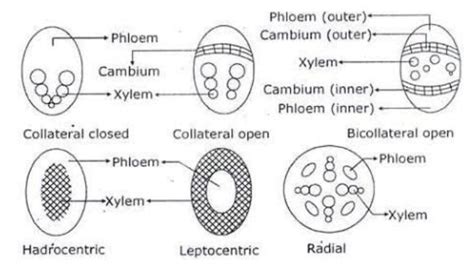 What Is A Vascular Bundle Name Any Two Types Of Vascular Bundles