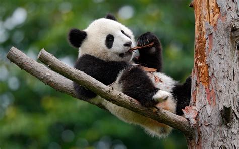 Download Wallpapers Small Panda Tree Cute Animals Funny Panda Zoo