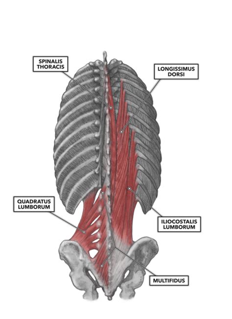 Muscles Of Lumbar