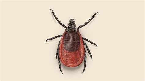 Black Leggeddeer Tick Identification Get Rid Of Ticks Orkin