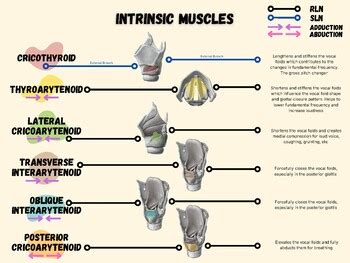 Intrinsic Muscles Of The Larynx Chart By Allison Huntington Tpt