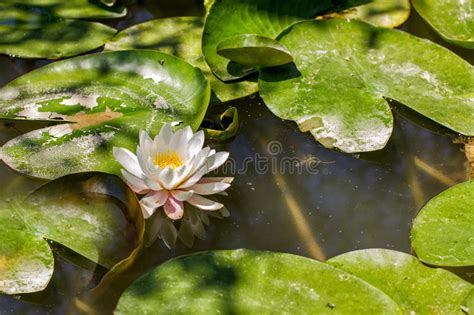 Water Lily On Swamp Stock Image Image Of Natural Meditation 72948597