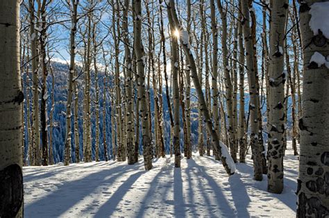 Aspen Trees And Fresh Snow Stock Photo Download Image Now Istock