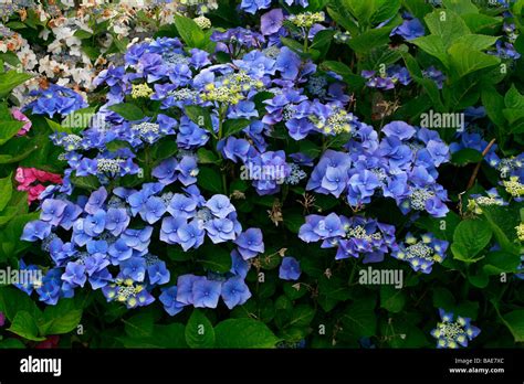 Hydrangea Macrophylla Blaumeise Stock Photo Alamy