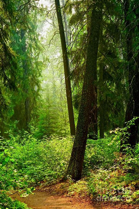 Calm Forest Photograph By Kim Grosz