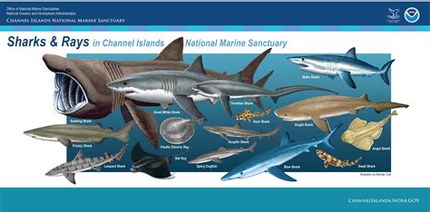 Shark Posters For Kids