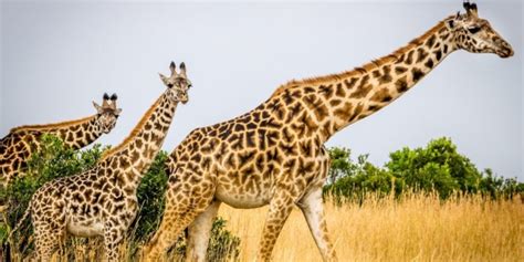 Savanna Animals 15 Iconic Animals To Spot On Safari ️