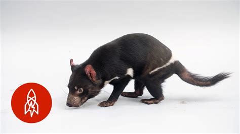 This Tasmanian Devil Is No Looney Tunes Character Youtube