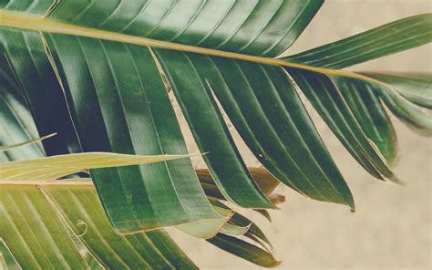 Meet Island Pineapple Realty | Indialantic Real Estate Agents