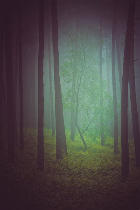 In A Dark Forest On Behance