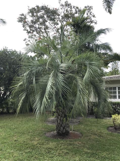 Help With Palm Tree Identification And Sale Discussing Palm Trees