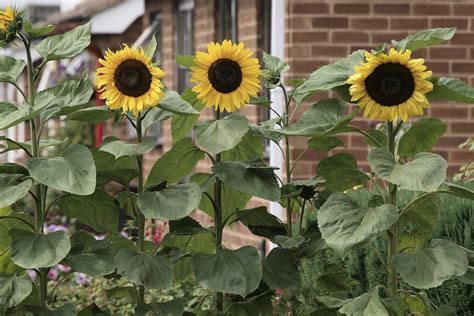 Planting Sunflowers Tips For Garden And Balcony Plantura