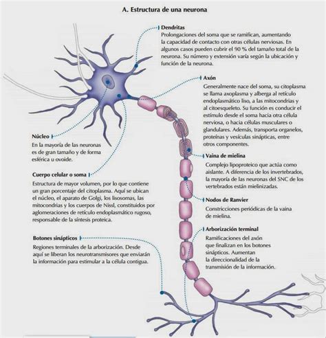 NeurofisiologÍa La Neurona