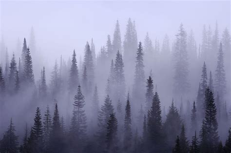Misty Forest Wallpaper Phone Misty Forest Wallpapers Top Free Misty
