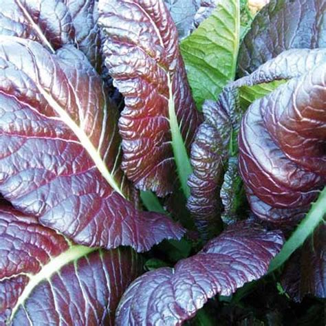 They will also compete in two domestic cups, the malaysia fa cup and malaysia cup. Giant Red Mustard - Organic Plants from Harrod Horticultural