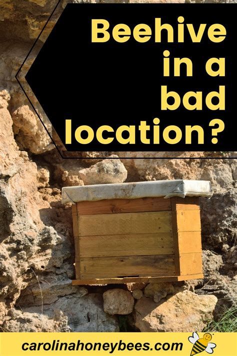 Is Your Beehive In A Bad Spot Important Factors To Consider When You