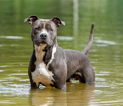 The american staffordshire terrier and the staffordshire bull terrier descended from the same lines. American Staffordshire Terrier | Temperament, Weight ...