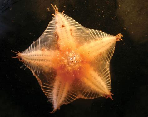 Deep Sea Starfish Arctic Sea Star Starfish Beauties Pintere