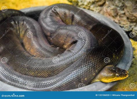 Green Anaconda Snake In Zoo At Thailand Stock Photo Image Of Macro